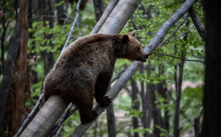 Νεαρή αρκούδα παίζει σκαρφαλώνοντας στα δέντρα στις εγκαταστάσεις του Αρκτούρου στο Νυμφαίο Φλώρινας (φωτ.: EUROKINISSI/Αντώνης Νικολόπουλος)