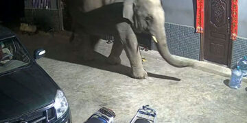 Η κάμερα τσάκωσε τον «κλέφτη» ελέφαντα (πηγή: Glomex)