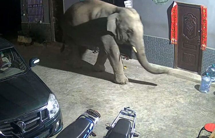 Η κάμερα τσάκωσε τον «κλέφτη» ελέφαντα (πηγή: Glomex)