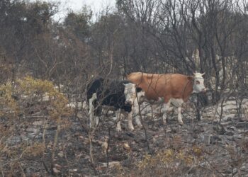 Αγελάδες εν μέσω καμένης βλάστησης (φωτ.: EUROKINISSI/Γιώργος Κονταρίνης)