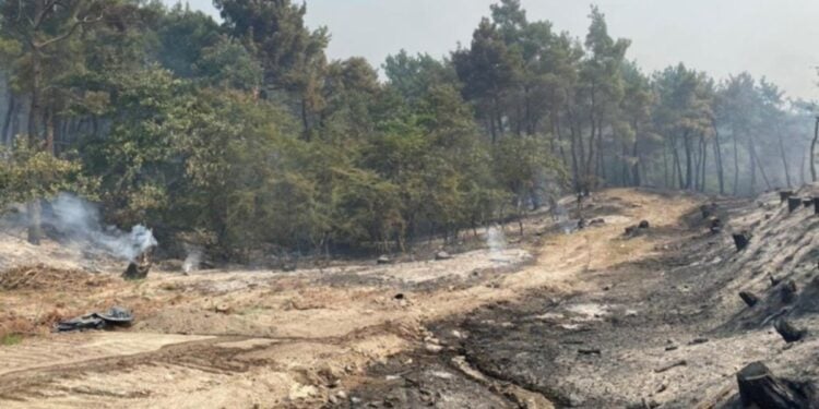 Καπνοί εξακολουθούν να βγαίνουν από καμένους κορμούς δέντρων στη Δαδιά (φωτ.: Υπουργείο Κλιματικής Κρίσης και Πολιτικής Προστασίας/Eurokinissi)