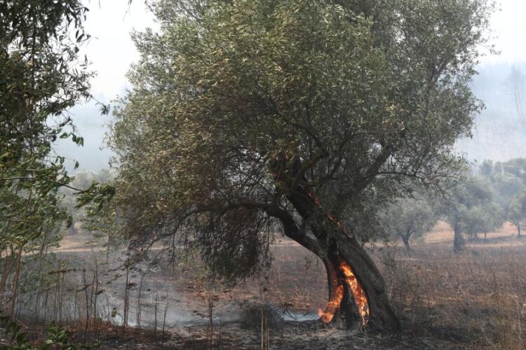 Καταστροφές από την πυρκαγιά στην Αλεξανδρούπολη  (φωτ.: Βασίλης Βερβερίδης / ΜΟΤΙΟΝ ΤΕΑΜ)