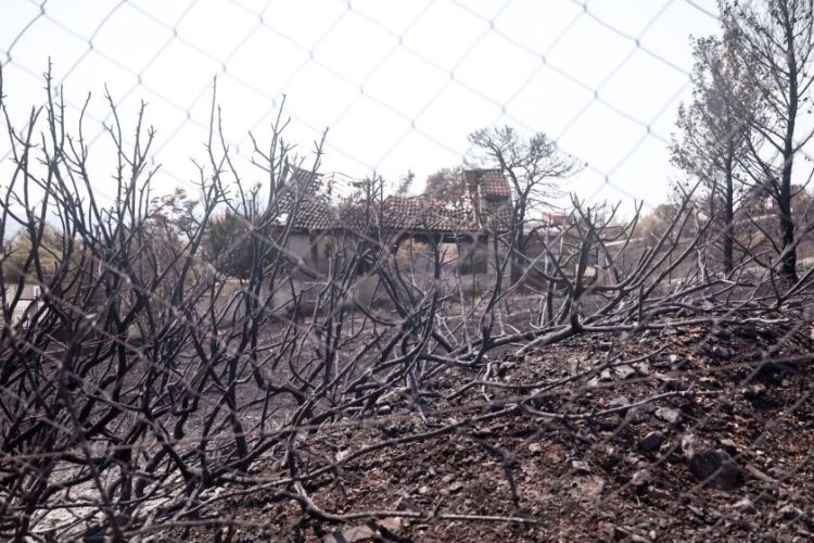 Αποκαΐδια από τη φωτιά στην Πάρνηθα (φωτ.: Κώστας Τζούμας / EUROKINISSI)