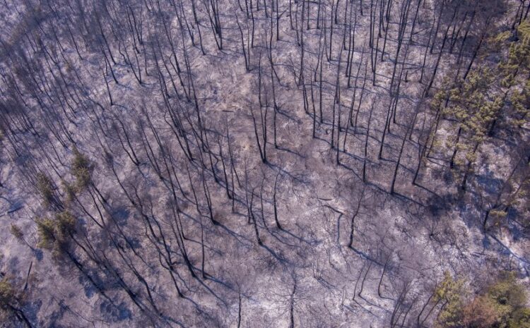 Εικόνα από drone δείχνει την επόμενη ημέρα στο δάσος της Δαδιάς. Καμένοι κορμοί και στάχτες παντού (φωτ.: ΜΟΤΙΟΝΤΕΑΜ/Βασίλης Βερβερίδης)