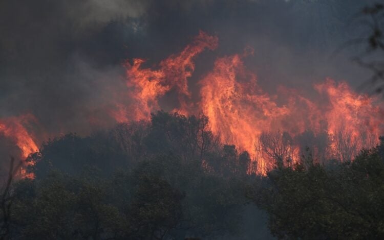 Φλόγες καταπίνουν τα δάση στον Έβρο (φωτ.: ΜΟΤΙΟΝΤΕΑΜ/Βασίλης Βερβερίδης)