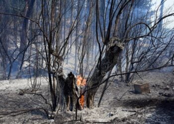 Κορμός δέντρου εξακολουθεί να καίγεται μέσα σε καμένο δάσος σε περιοχή της Άκοβας Άργους (φωτ.: EUROKINISSI/Βασίλης Παπαδόπουλος)