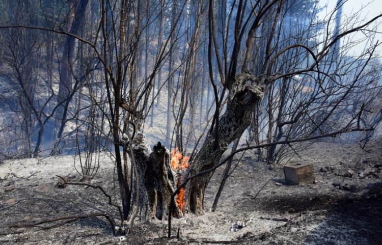 Κορμός δέντρου εξακολουθεί να καίγεται μέσα σε καμένο δάσος σε περιοχή της Άκοβας Άργους (φωτ.: EUROKINISSI/Βασίλης Παπαδόπουλος)