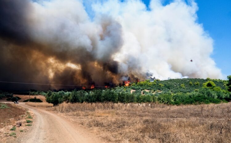 Οι φλόγες καίνε περιοχή στα Ψαχνά Εύβοιας (φωτ.: EUROKINISSI/Θοδωρής Νικολάου)
