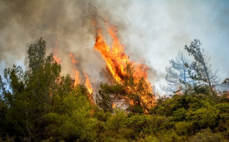 Φλόγες καίνε πευκόδασος (φωτ. αρχείου: EUROKINISSI/Λευτέρης Δαμιανίδης)