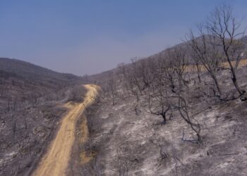 Καμμένη γη στην κυριολεξία σε ένα τεράστιο κομμάτι του Έβρου (φωτ.: ΜΟΤΙΟΝΤΕΑΜ/Βασίλης Βερβερίδης)
