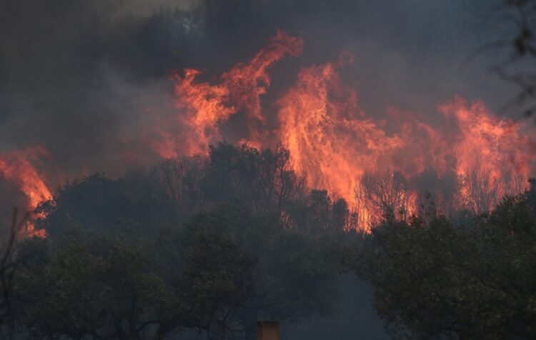 Φλόγες κατακαίουν τις δασικές εκτάσεις του Έβρου (φωτ.: ΜΟΤΙΟΝΤΕΑΜ/Βασίλης Βερβερίδης)