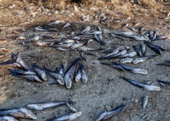 Εκτός από τα νεκρά ζώα, ο κάμπος έχει γεμίσει και νεκρά ψάρια τώρα που τραβήχτηκαν τα νερά σε πολλές περιοχές (φωτ.: EUROKINISSI/Λεωνίδας Τζέκας)