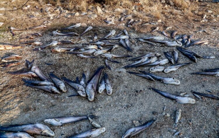 Εκτός από τα νεκρά ζώα, ο κάμπος έχει γεμίσει και νεκρά ψάρια τώρα που τραβήχτηκαν τα νερά σε πολλές περιοχές (φωτ.: EUROKINISSI/Λεωνίδας Τζέκας)