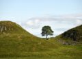 Το δέντρο Sycamore Gap συνόδευε πολλές αναμνήσεις των Βρετανών, για εκατοντάδες χρόνια (φωτ.: Χ/National Trust)