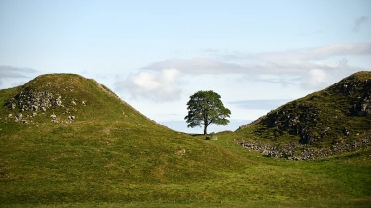 Το δέντρο Sycamore Gap συνόδευε πολλές αναμνήσεις των Βρετανών, για εκατοντάδες χρόνια (φωτ.: Χ/National Trust)