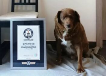 Ο Μπόμπι με το βραβείο του για τον γηραιότερο σκύλο του κόσμου (φωτ.: Παγκόσμια Ρεκόρ Γκίνες)