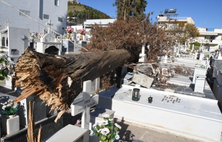 Δέντρο καταπλάκωσε τάφους στο κοιμητήριο του ιερού ναού Παναγίας στο Άργος (φωτ.: EUROKINISSI/Βασίλης Παπαδόπουλος)