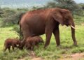 Τα δίδυμα ελεφαντάκια, κοριτσάκια και τα δύο, μαζί με τη μητέρα τους (φωτ.: Χ/Save the Elephants)