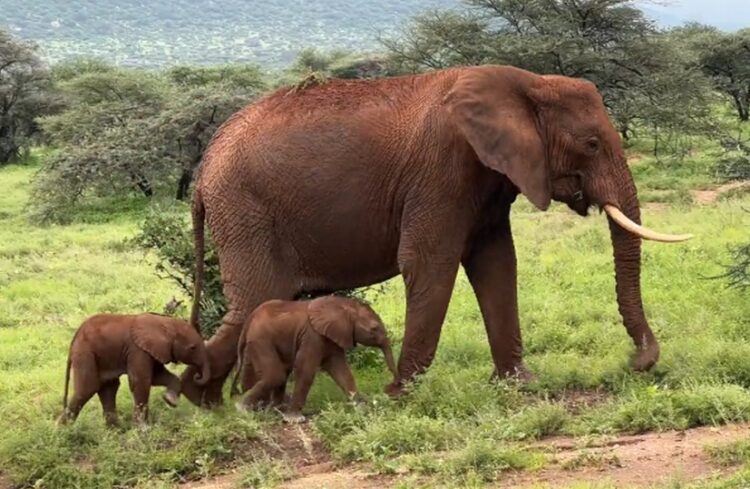 Τα δίδυμα ελεφαντάκια, κοριτσάκια και τα δύο, μαζί με τη μητέρα τους (φωτ.: Χ/Save the Elephants)