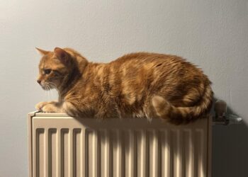 Οι γάτες είναι γνωστό ότι αγαπούν τη ζέστη και τους αρέσει ιδιαιτέρως να κάθονται πάνω στα καλοριφέρ (φωτ.: Γιώργος Κουρκουρίκης)