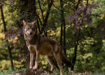 Λύκος στο φυσικό του περιβάλλον, στο δάσος (φωτ.: facebook/Αρκτούρος)