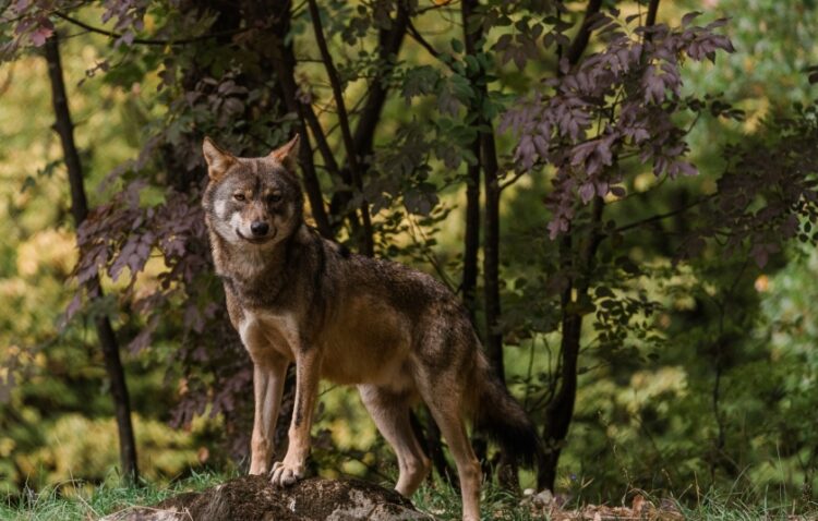 Λύκος στο φυσικό του περιβάλλον, στο δάσος (φωτ.: facebook/Αρκτούρος)