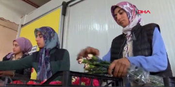 Για την ελληνική αγορά συσκευάζονται μόνο τα άνθη από τα γαρίφαλα, ώστε να είναι έτοιμα για… χρήση (φωτ.: DHA)