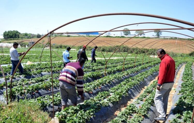 Μετανάστες εργαζόμενοι στις καλλιέργειες φράουλας στη Μανωλάδα Ηλείας (φωτ. αρχείου: EUROKINISSI/Αντώνης Νικολόπουλος)