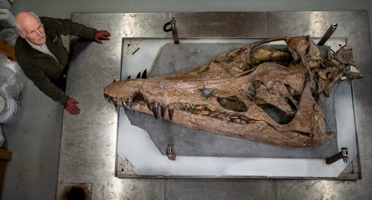 Ο Steve Etches με το κρανίο του πλιόσαυρου Etches  (φωτ.: BBC/Tony Jolliffe)