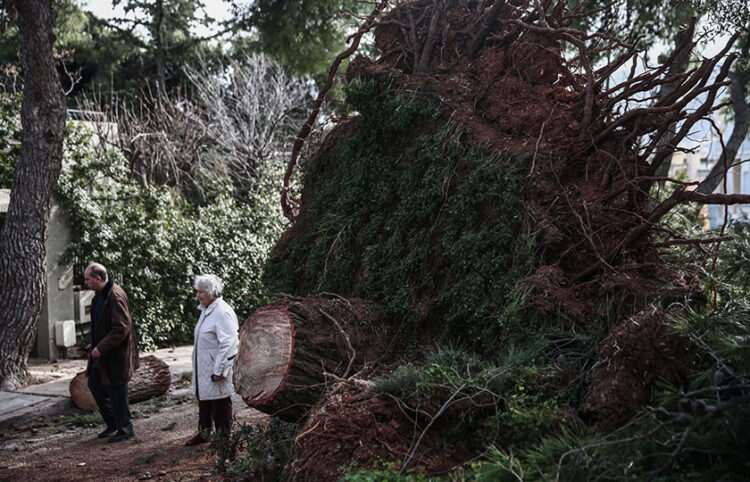 Πτώσεις δέντρων και ζημιές στη Φιλοθέη από το μπουρίνι που χτύπησε την Αττική τα ξημερώματα (φωτ.: EUROKINISSI / Κώστας Τζούμας)
