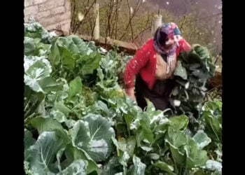 Αγρότισσα μαζεύει λάχανα στα χιονισμένα ορεινά της Τραπεζούντας