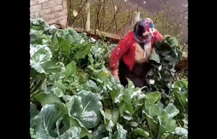 Αγρότισσα μαζεύει λάχανα στα χιονισμένα ορεινά της Τραπεζούντας