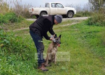Ο ειδικά εκπαιδευμένος σκύλος αναζητά τον Μπάμπη Κούτσικο (φωτ.: ertnews.gr/Ομάδα Διαχείρισης Κρίσεων)
