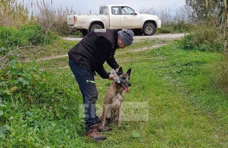 Ο ειδικά εκπαιδευμένος σκύλος αναζητά τον Μπάμπη Κούτσικο (φωτ.: ertnews.gr/Ομάδα Διαχείρισης Κρίσεων)