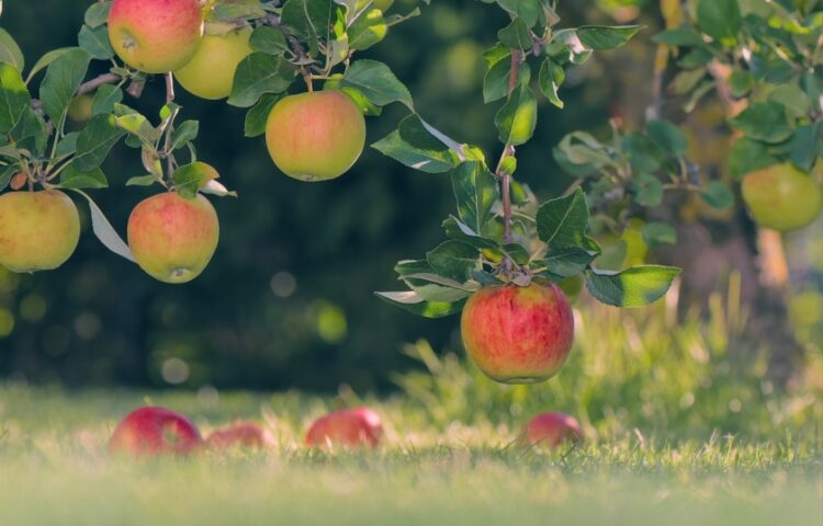 Ανάμεσα στα δέντρα που θα φυτευτούν θα είναι και μηλιές (φωτ.: pixabay/Peggychoucair)
