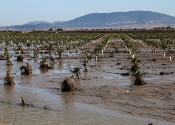 Κατεστραμμένες καλλιέργειες στη Θεσσαλία από τις πλημμύρες του περασμένου Σεπτεμβρίου (φωτ.: EUROKINISSI/Λεωνίδας Τζέκας)
