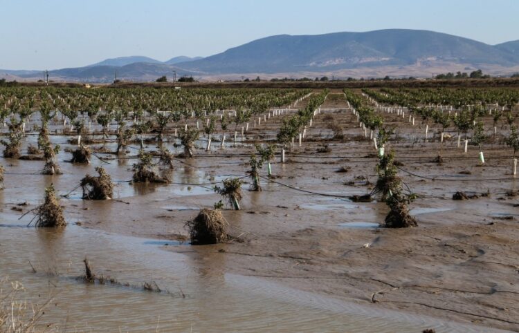 Κατεστραμμένες καλλιέργειες στη Θεσσαλία από τις πλημμύρες του περασμένου Σεπτεμβρίου (φωτ.: EUROKINISSI/Λεωνίδας Τζέκας)