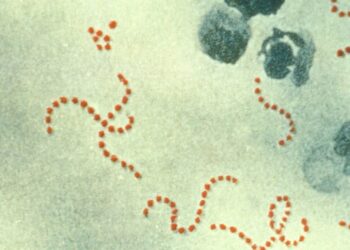 Τα βακτήρια του στρεπτόκοκκου Α (φωτ.: wikipedia.org)
