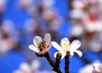 Μια μέλισσα στο άνθος της αμυγδαλιάς (φωτ.: EUROKINISSI/Βασίλης Παπαδόπουλος)