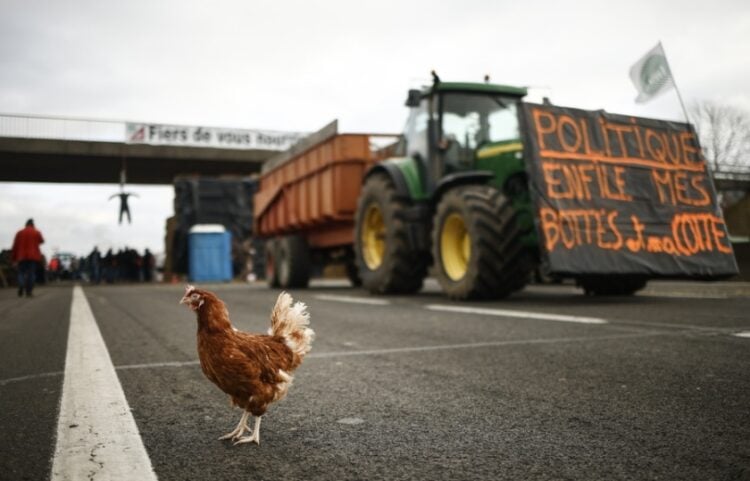 Μια κότα περπατά σε αυτοκινητόδρομο έξω από το Παρίσι, όπου οι Γάλλοι αγρότες έχουν συγκεντρωθεί, στο πλαίσιο διαμαρτυρίας κατά της αγροτικής πολιτικής της κυβέρνησης (φωτ.: EPA/Yoan Valat)