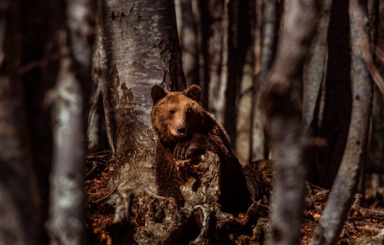 Ο Γιώργος έχει ήδη αρχίσει να βολτάρει στις εγκαταστάσεις του Κέντρου Προστασίας Αρκούδας (φωτ.: Αρκτούρος/Οδυσσέας Χλωρίδης)