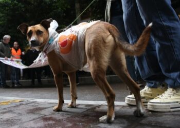 Σκύλος με ...αδιάβροχο πολυτελείας, κατά τη διάρκεια πορείας στο κέντρο της Αθήνας (φωτ.: ΑΠΕ-ΜΠΕ / Ορέστης Παναγιώτου)