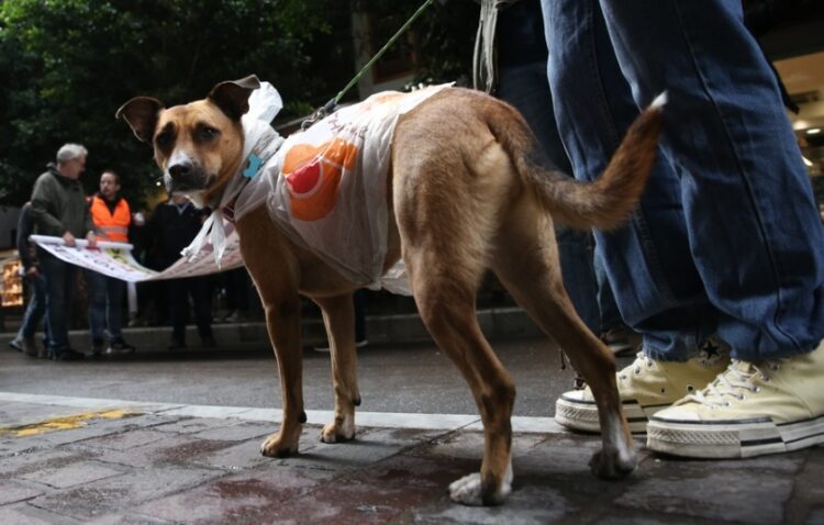Σκύλος με ...αδιάβροχο πολυτελείας, κατά τη διάρκεια πορείας στο κέντρο της Αθήνας (φωτ.: ΑΠΕ-ΜΠΕ / Ορέστης Παναγιώτου)