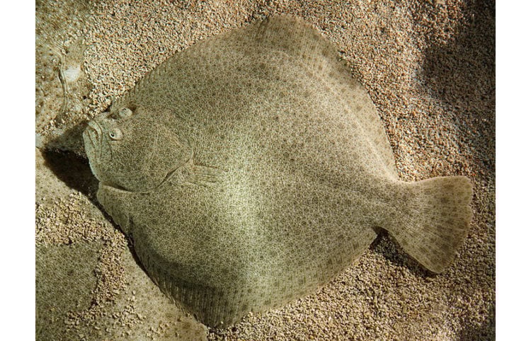 (Φωτ.: Luc Viatour / commons.wikimedia.org)