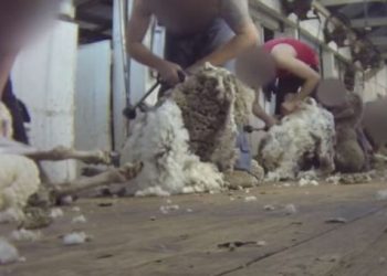 Σοκαριστικό υλικό από φάρμες στη δημοσιότητα από την Peta