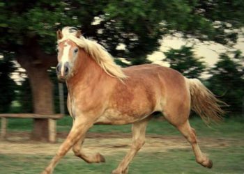 Διατροφικό σκάνδαλο: Όλη η Ευρώπη χλιμιντρίζει!