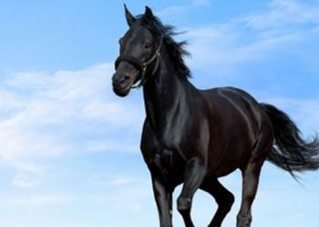 Ανάκληση προϊόντων με DNA αλόγου