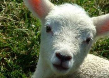 Πριν αγοράσετε αρνί για το Πάσχα ξανασκεφτείτε το!