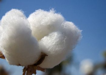 Παγκόσμιο ρεκόρ απόδοσης από το ελληνικό βαμβάκι!