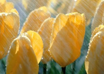 Ποιος είπε ότι ήρθε το καλοκαίρι από τώρα;